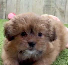Shih Pom Puppies For Sale - Windy City Pups